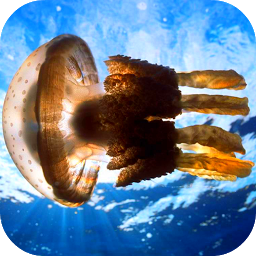 Icon image Jellyfish Video Live Wallpaper