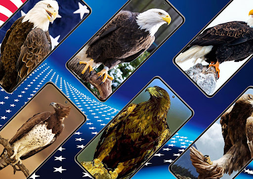 Eagle Wallpaper Screen 2