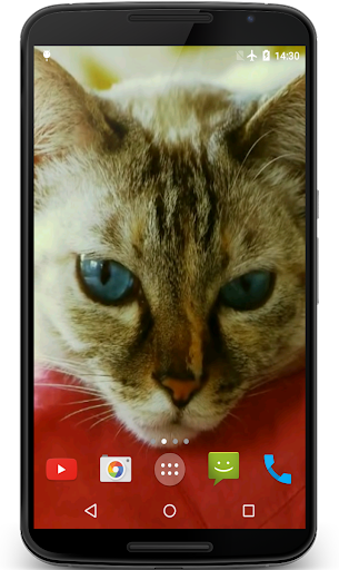 Android application Pussycat Video Live Wallpaper screenshort