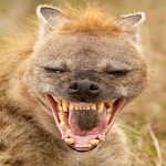 Cover Image of डाउनलोड Hyena sounds 1 APK