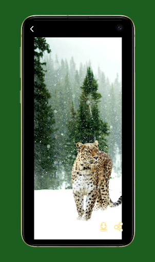 Leopard Wallpapers HD Screen 2