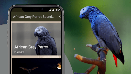 African Grey Parrot Sounds Screen 2