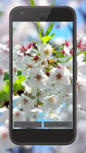 Cherry Blossom Video Theme HD Screen 3