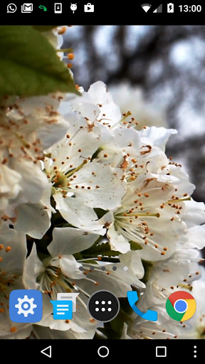 cherry tree wallpaper Screen 2