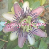 La Passiflora Caponii icon