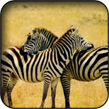 Zebra Wallpapers icon