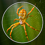 Cover Image of Baixar Spiders identifier - Post in C  APK