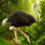 Cover Image of Download The Ostrich  APK
