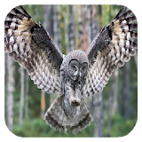 Flying Owl Live Wallpaper icon