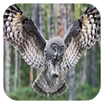 Flying Owl Live Wallpaper Apk