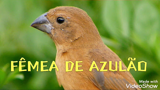 Android application Canto de Azulão Fêmea screenshort