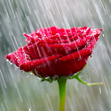 Rain Rose Wallpapers icon