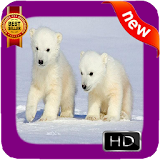 Polar Bear Photo Frames icon