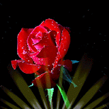 Sparkling Rose Live Wallpaper icon