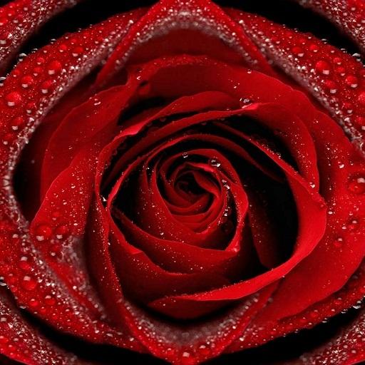 Android application Beautiful flowers screenshort