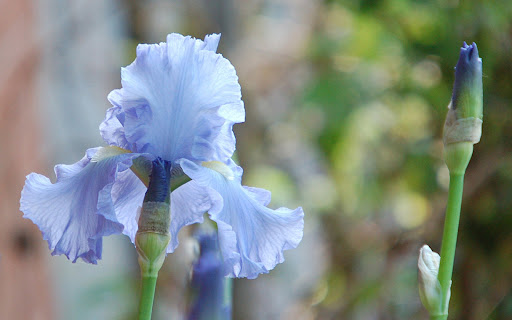 Iris Flower Wallpapers Screen 2