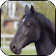 Black horse wallpapers Download on Windows