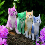 Kitten animated image icon