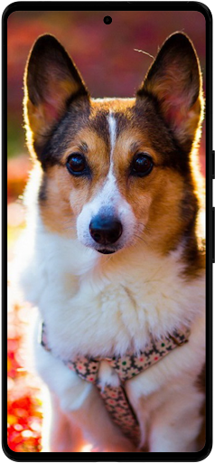 Corgi Dog Wallpapers Screenshot 1 - AppWisp.com