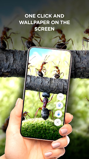 Funny wallpaper offline