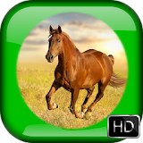 Horse wallpapers icon