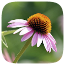 HD Wallpaper - Coneflower Flower icon