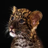 3D cute leopard icon