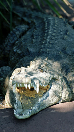 Crocodile Wallpapers Screen 3
