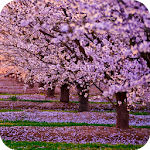 Cover Image of Download Blooming Tree Wallpaper 4K Latest 1.012 APK