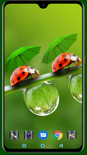 Lady Bug Wallpaper Screen 2