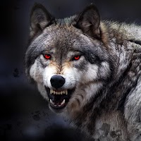 Волк Обои hd качества : фоны для экрана