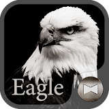 Eagle Wallpaper&icon icon