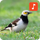 Black-collared starling bird calls Download on Windows
