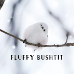 Cover Image of Download Fluffy Bushtit Theme  APK