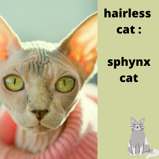 hairless cat : sphynx cat logo