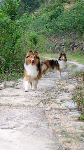 Shetland Sheepdog Screen 3