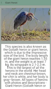 The Kingdom of Herons