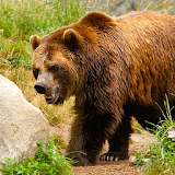 Bear Hunter 2015 icon