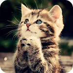 Cover Image of Download Cute Kitten Wallpaper 1.01 APK