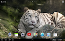 screenshot of Tiger Live Wallpaper