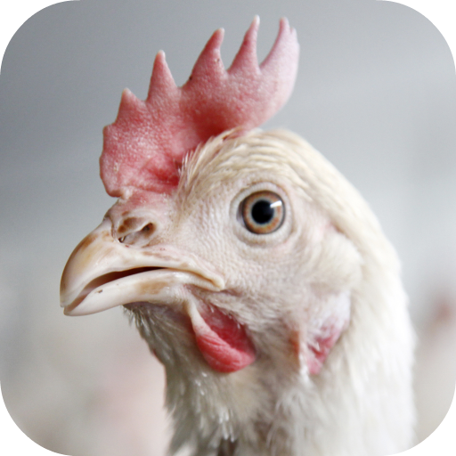 Chicken Sounds  Icon
