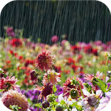 Summer rain. Live wallpapers icon