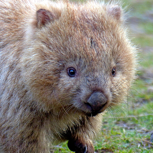 Wombat