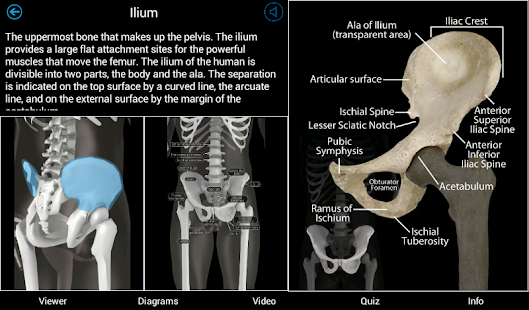 Skeletal Anatomy 3D