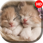 Cover Image of Download Kitten Wallpapers - 4k & Full  APK