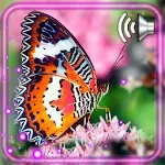 Cover Image of Download Butterfly Best Live Wallpaper 1.2 APK