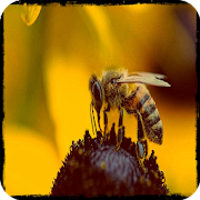 Top 39 Entertainment Apps Like learn beekeeping for beginners - Best Alternatives