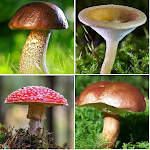 Cover Image of Baixar Mushroom identifier  APK