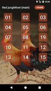 Captura de Pantalla 1 Gallus gallus android