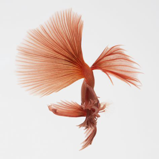 Betta Fish Wallpapers
